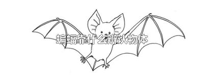 ​蝙蝠看东西是什么样子的 蝙蝠是用什么判断