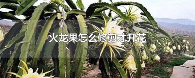 ​火龙果开花后要怎样打理才能结果视频 火龙果怎样修剪视频教程