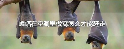 ​空调洞里的蝙蝠怎么赶走 蝙蝠住在空调里怎么办