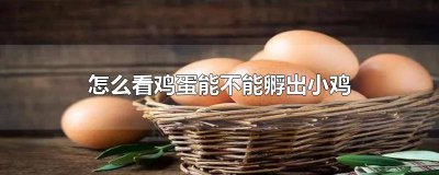​怎么看鸡蛋能孵出小鸡 怎样看出鸡蛋可以孵小鸡
