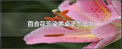 ​百合花蕊把墙染黄了怎么办 百合花掉的黄渍弄到家具上怎么清