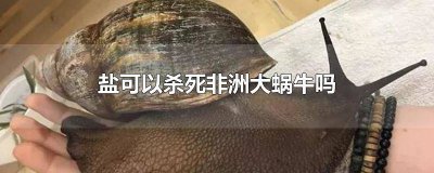 ​蜗牛除了怕盐还怕什么 蜗牛为什么怕盐巴