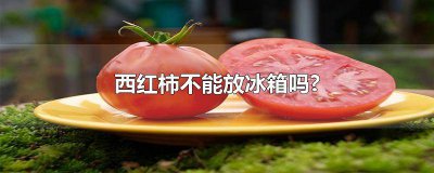 ​西红柿不能放冰箱冷藏吗 西红柿能放冰箱里冷冻吗?