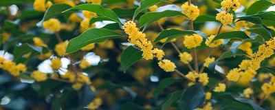 ​桂花树叶子为什么有刺 桂花树叶子发黄的原因