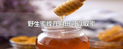 ​中蜂夏季可以取蜜吗 中蜂冬至取蜜可以吗