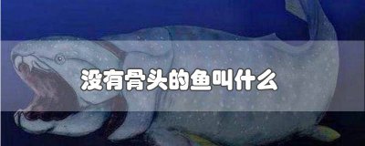 ​巴沙鱼为什么没有骨头 沙巴鱼没有骨头吗