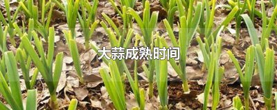 ​大蒜什么时候成熟 大蒜多长时间成熟