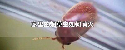 ​家里烟草虫怎么处理 家里的烟草甲虫怎么彻底消灭