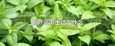 ​荆芥的普通话叫什么 河南人说的荆芥是什么