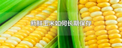​新鲜玉米长期保存方法 新鲜玉米怎么保存长久