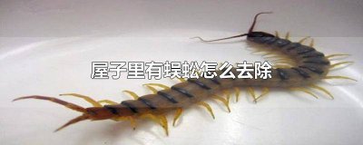 ​家里出现蜈蚣怎么处理? 家里应该如何处理蜈蚣