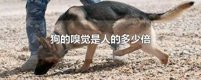 ​狗的嗅觉是人的多少倍说明文 狗的听觉是人的多少倍