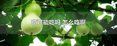 ​葫芦怎样吃 葫芦可不可以吃?