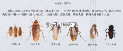​北方有蟑螂没 北方会有蟑螂么