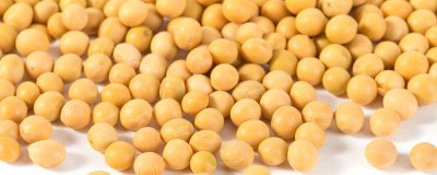 ​黄豆里含有多少脂肪 黄豆里含有多少脂肪