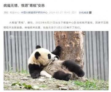 ​官方确认：“青糍”已经去世！