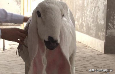 ​最贵的羊品种是什么图片（1200万元/只的天价羊品种）