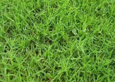​草坪用什么草籽最好
