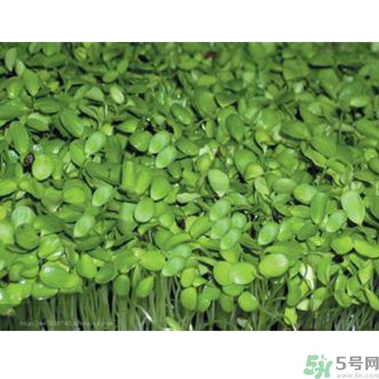 吃香椿要焯水吗？吃香椿焯水还有营养价值吗？