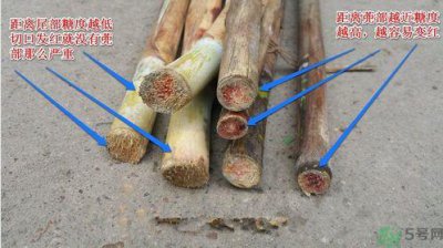 ​甘蔗变红还能吃吗?甘蔗变红色是怎么回事