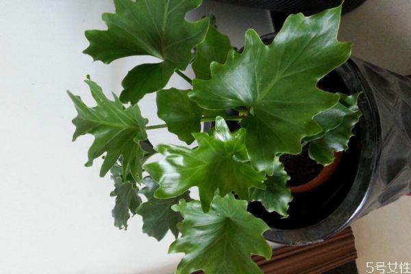 春羽的花语是什么呢 春羽的种植要注意什么呢
