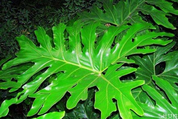 春羽的花语是什么呢 春羽的种植要注意什么呢