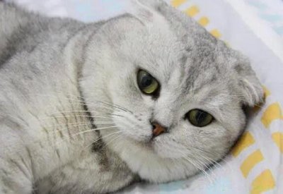 ​银渐层猫多少钱一只 银渐层猫价格及图片怎么样