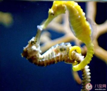 ​海马的骨骼结构与大多数鱼类有何不同 神奇海洋8月30日答案最新