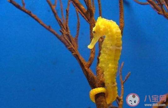 生活海马的骨骼结构与大多数鱼类有何不同 神奇海洋8月30日答案最新  2