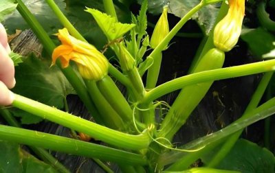 ​西葫芦怎样施肥可提高坐果率（西葫芦施肥技术）
