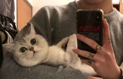 ​什么是猫系男生？如何养成猫系性格男生