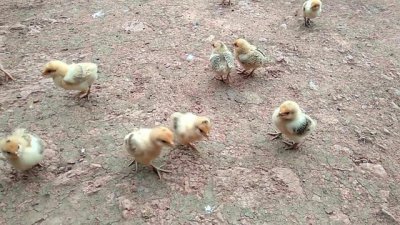​如何养小鸡（如何养小鸡仔做宠物)