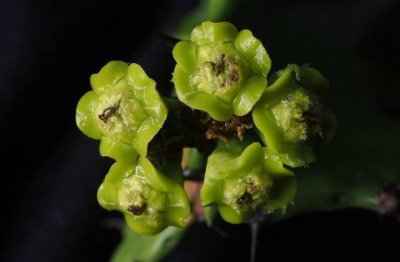 ​在养殖龙骨花时掌握哪些修剪方法，才能让它生长啊