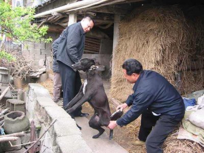 ​狗狗患“狂犬病”的症状，太可怕了