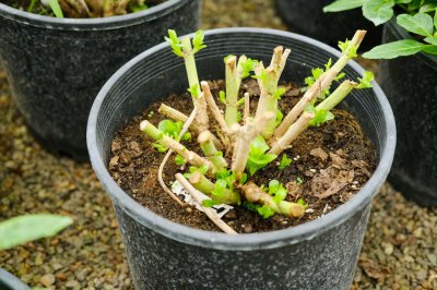 ​绣球花几月份可以扦插