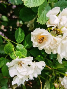​蔷薇花春天怎么养