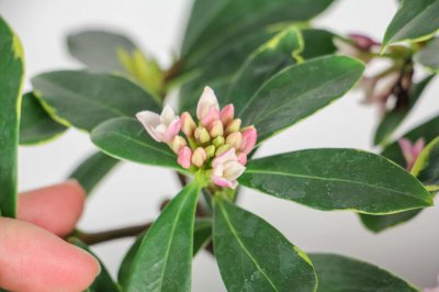 ​瑞香花能放在室内吗