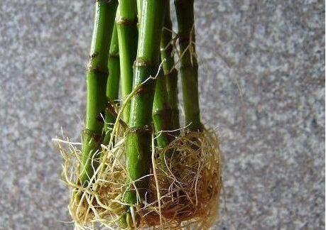 富贵竹往里面加一些药片，它就会迅速地生长，能快速涨到1米以上