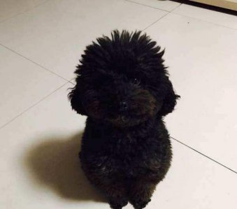 ​为什么黑色泰迪遭人嫌？归根结底这5点在作祟！