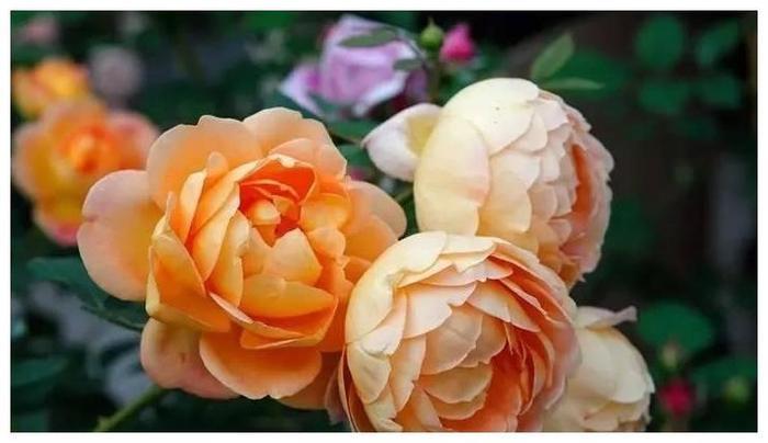 此花颜色蜂蜜焦糖色，花大色艳，花期长，快来了解是啥花