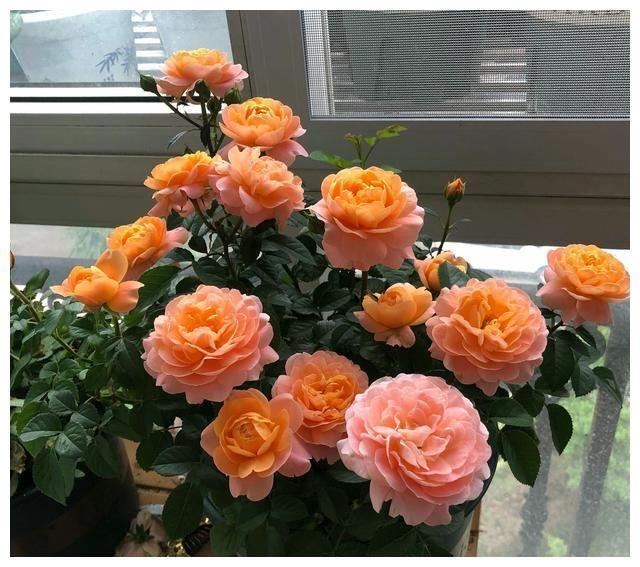 此花颜色蜂蜜焦糖色，花大色艳，花期长，快来了解是啥花