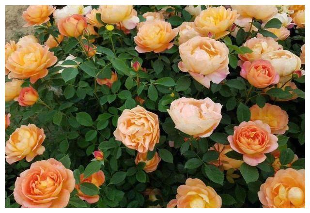 此花颜色蜂蜜焦糖色，花大色艳，花期长，快来了解是啥花