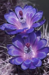 ​高清花朵手机壁纸