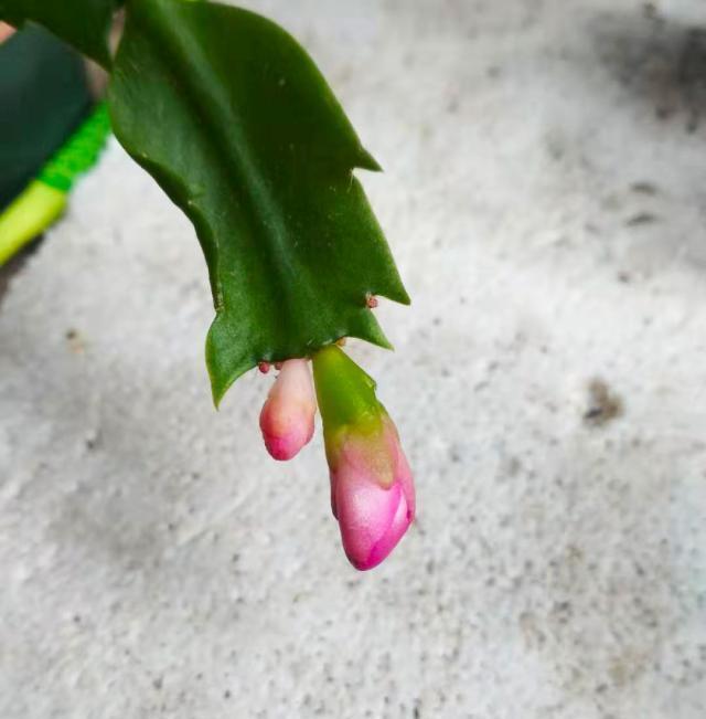 蟹爪兰花期怎么养护？5个方面要注意，不然容易落苞掉蕾无花赏
