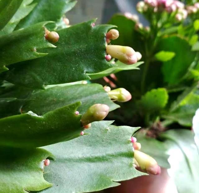 蟹爪兰花期怎么养护？5个方面要注意，不然容易落苞掉蕾无花赏