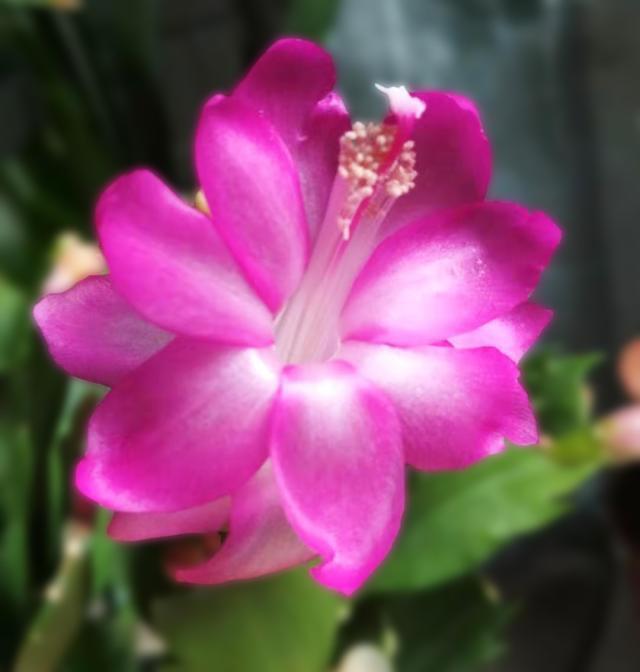 蟹爪兰花期怎么养护？5个方面要注意，不然容易落苞掉蕾无花赏