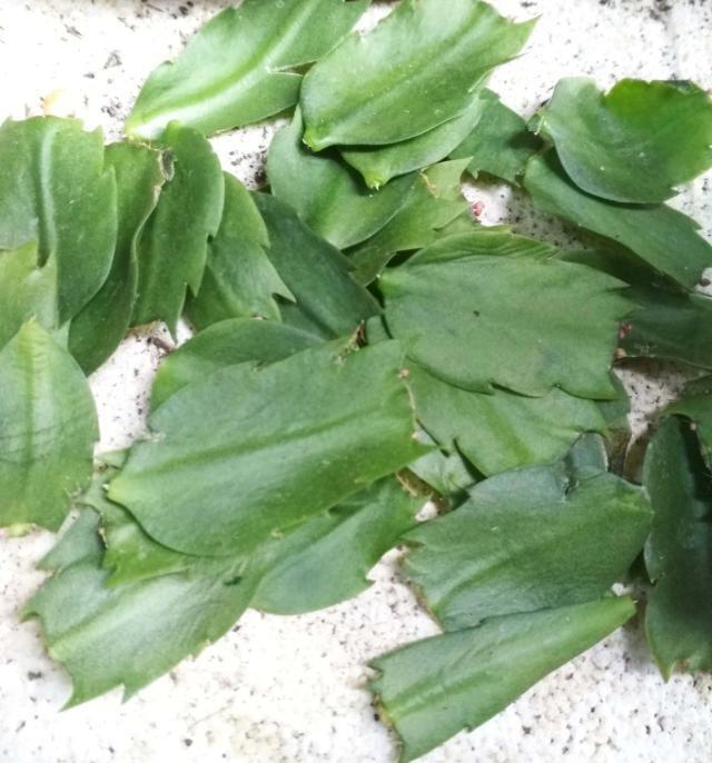 蟹爪兰花期怎么养护？5个方面要注意，不然容易落苞掉蕾无花赏