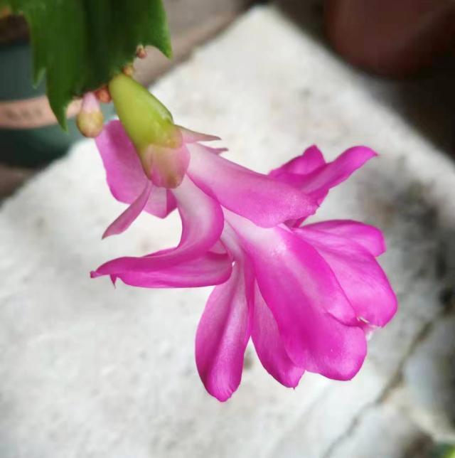 蟹爪兰花期怎么养护？5个方面要注意，不然容易落苞掉蕾无花赏