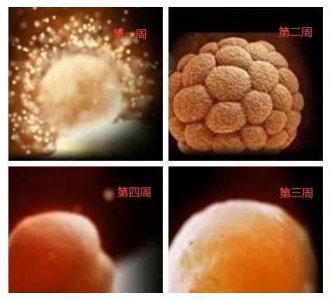 ​1-40周胎宝宝详细发育过程，这些图片，让人看到生命的神奇与伟大