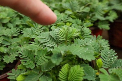 ​含羞草的养殖方法